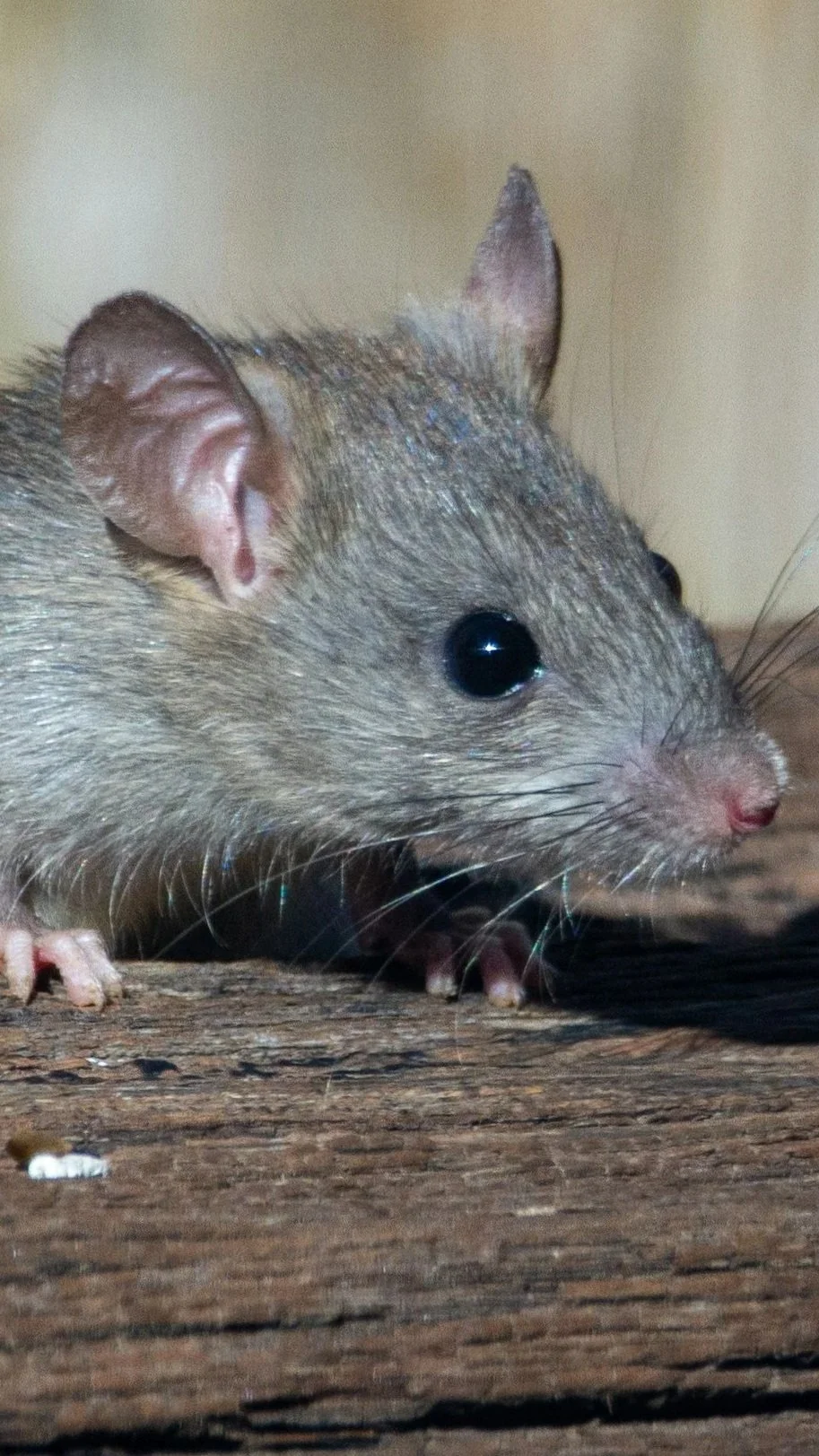 Pest inspector examining a timber building cavity