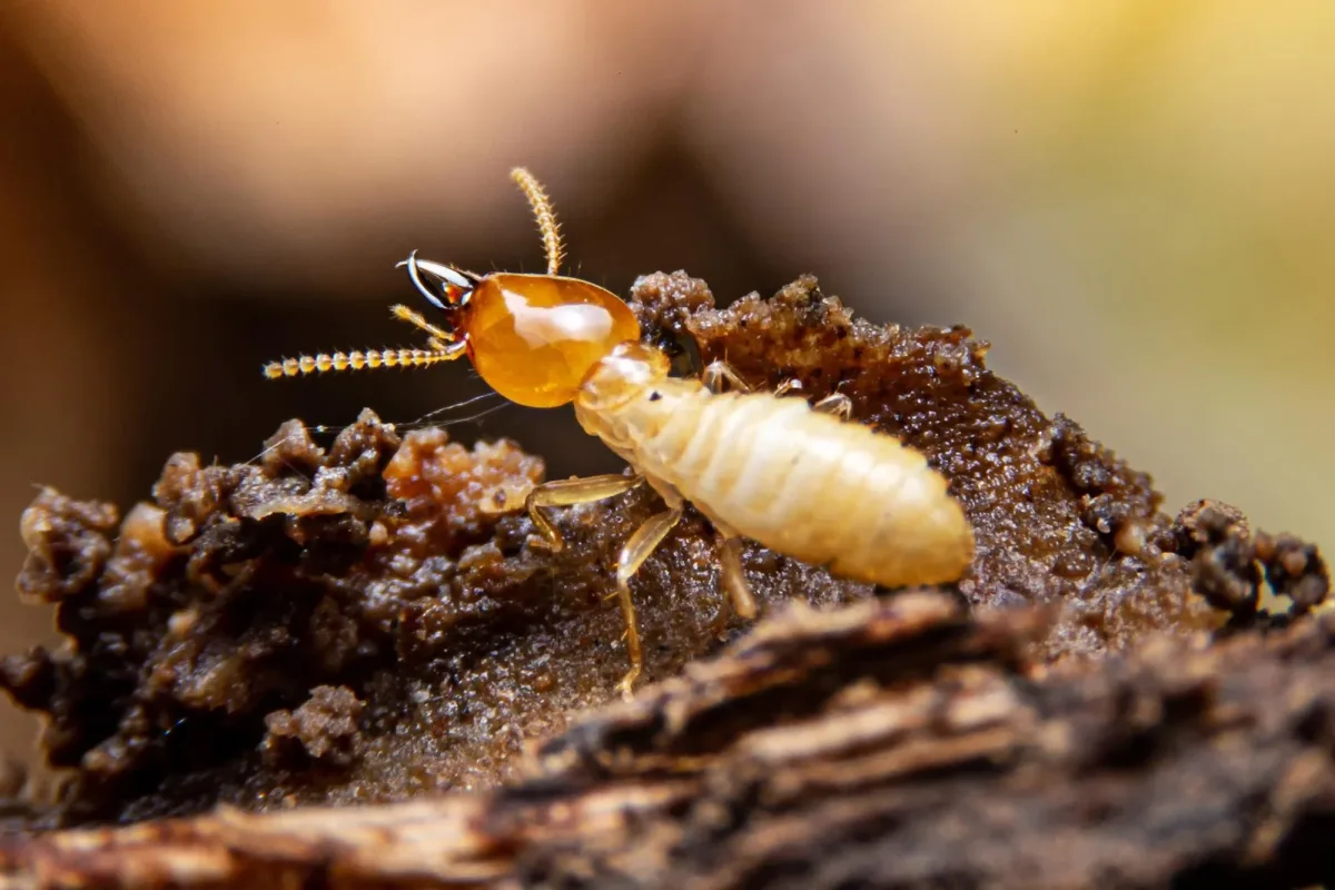 Close view of termite damage discovered in structural timber